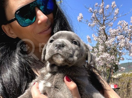 Cane Corso Blue Ve Siyah Yavrularım Sağlık Ve Irk Garantilidir görsel