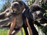 Cane Corso Blue Ve Siyah Yavrularım Sağlık Ve Irk Garantilidir