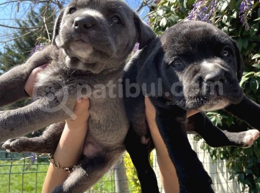 Cane Corso Blue Ve Siyah Yavrularım Sağlık Ve Irk Garantilidir görsel