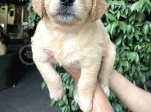 Golden Yavrularım Sağlık Ve Irk Garantilidir görsel