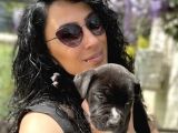 Cane Corso Blue Ve Siyah Yavrularım Sağlık Ve Irk Garantilidir