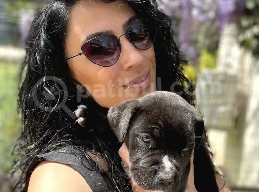 Cane Corso Blue Ve Siyah Yavrularım Sağlık Ve Irk Garantilidir görsel