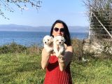 Maltese Yavrularım Sağlık Ve Irk Garantilidir