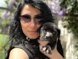 Cane Corso Blue Ve Siyah Yavrularım Sağlık Ve Irk Garantilidir
