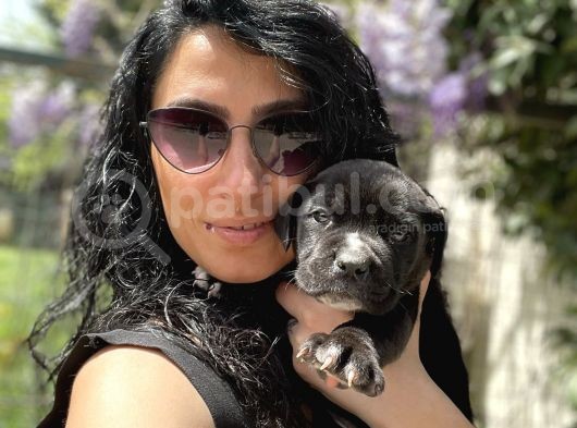 Cane Corso Blue Ve Siyah Yavrularım Sağlık Ve Irk Garantilidir görsel