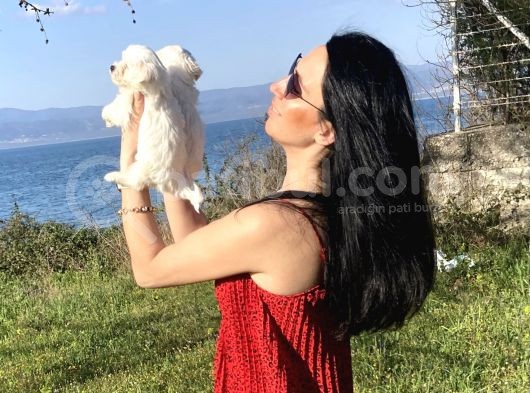 Maltese Yavrularım Sağlık Ve Irk Garantilidir görsel
