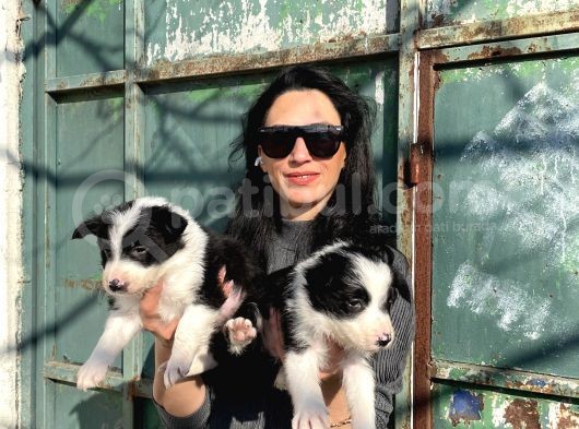 Border Colie Yayavrularım Sağlık Ve Irk Garsntilid görsel