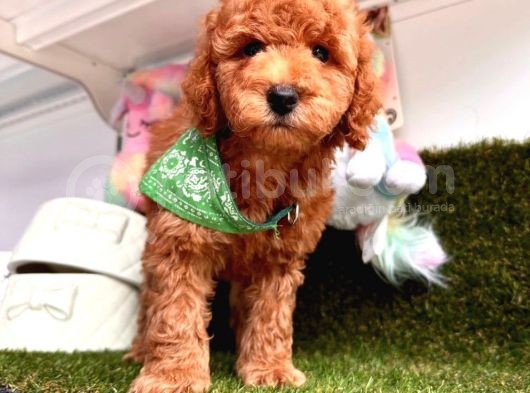 Koyu Renkli Wc Eğitimlli Toy Poodle Yavrular görsel