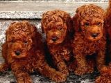 Oyuncu Karakteri Ile Toy Poodle Yavrular