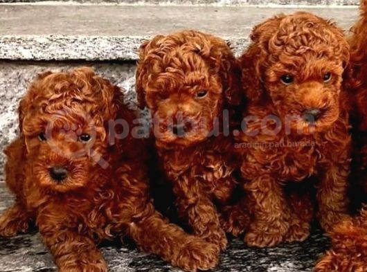 Oyuncu Karakteri Ile Toy Poodle Yavrular görsel
