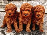 Oyuncu Karakteri Ile Toy Poodle Yavrular