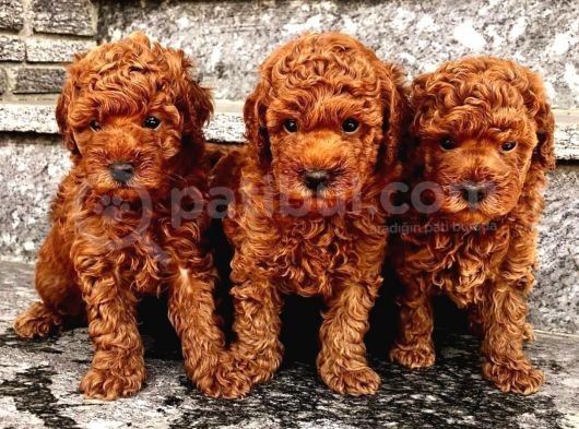 Oyuncu Karakteri Ile Toy Poodle Yavrular görsel