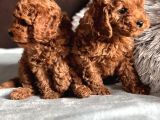 Oyuncu Karakteri Ile toy poodle yavrular