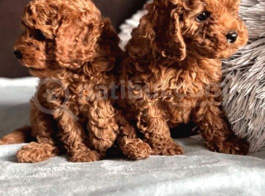 Oyuncu Karakteri Ile Toy Poodle Yavrular