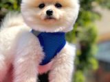Güzel yüzlü pomeranian boo yavrular