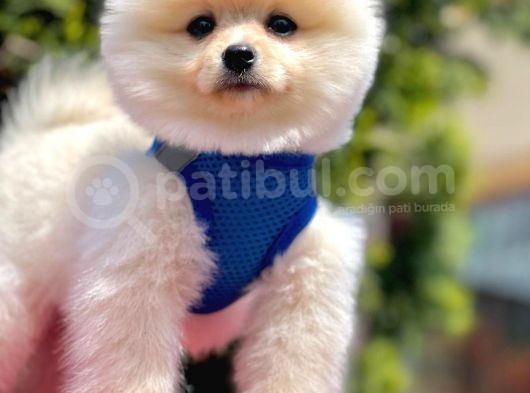 Güzel Yüzlü Pomeranian Boo Yavrular