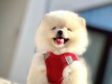 Güzel Yüzlü Pomeranian Boo Yavrular