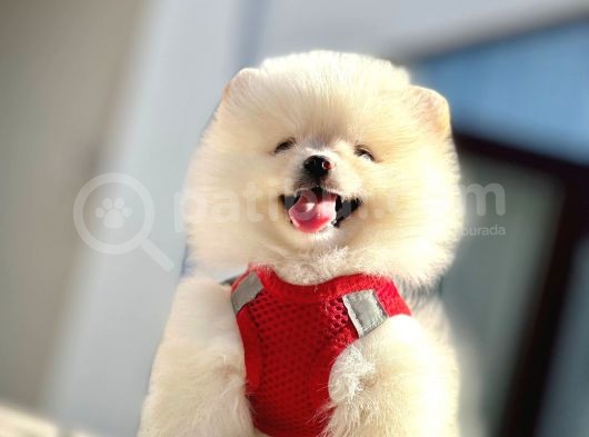 Güzel Yüzlü Pomeranian Boo Yavrular görsel