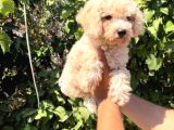 POFUDUK TOY POODLE YAVRULAR