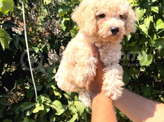 Pofuduk Toy Poodle Yavrular