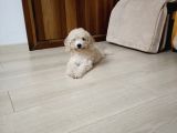 Pofuduk Toy Poodle Yavrular