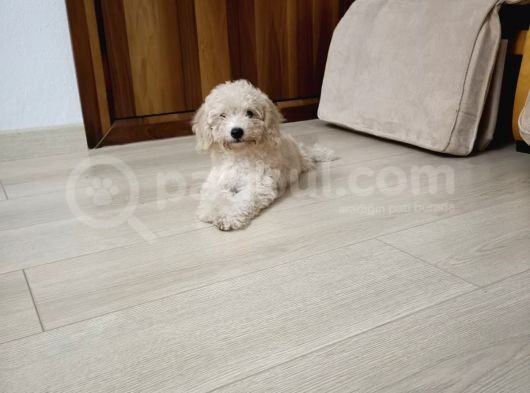 Pofuduk Toy Poodle Yavrular görsel