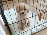 Pofuduk Toy Poodle Yavrular