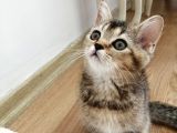 British Shorthair Golden Yavrusu