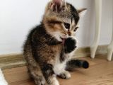 British Shorthair Golden Yavrusu