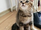 British Shorthair Golden Yavrusu