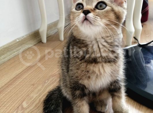 British Shorthair Golden Yavrusu görsel