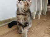 British Shorthair Golden Yavrusu