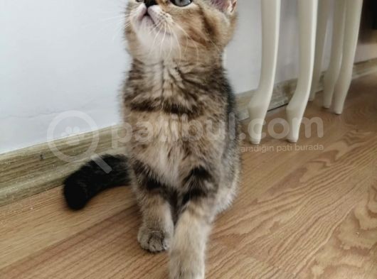 British Shorthair Golden Yavrusu görsel