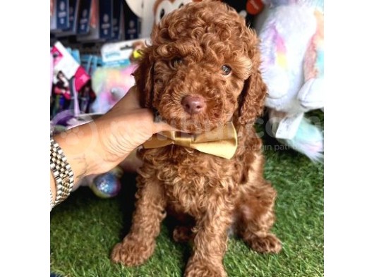 Kore Kani Curly Toy Poodle Yavrular görsel