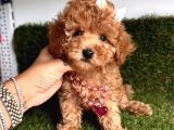 Kore Kani Curly Toy Poodle Yavrular