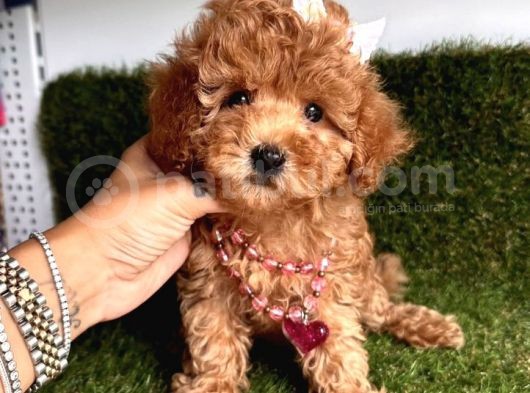 Kore Kani Curly Toy Poodle Yavrular görsel
