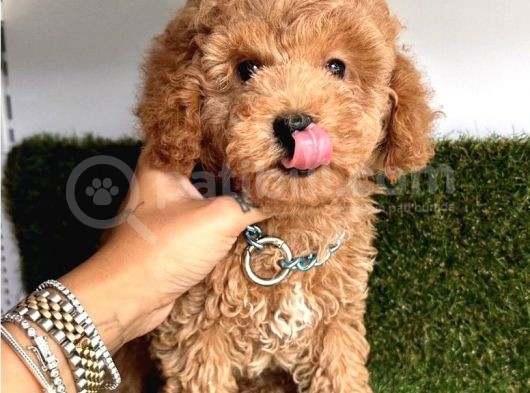 Kore Kani Curly Toy Poodle Yavrular