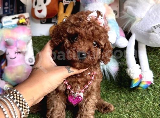 Kore Kani Curly Toy Poodle Yavrular görsel