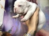 FRENCH BULLDOG EGZOTIK RENKLER