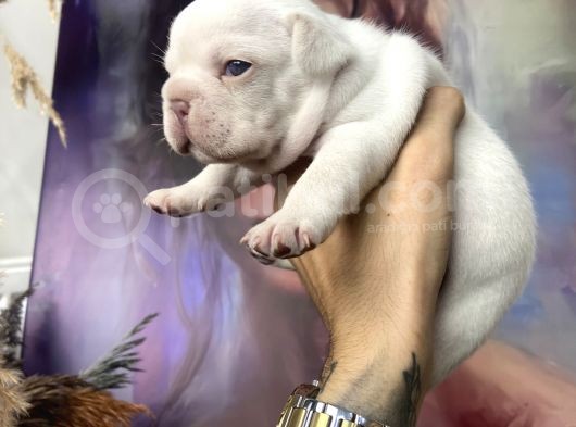 French Bulldog Egzotik Renkler