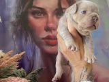French Bulldog Egzotik Renkler