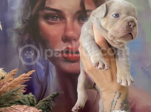 French Bulldog Egzotik Renkler görsel