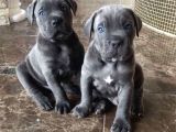 Dev çocuk blue cane corso yavrusu