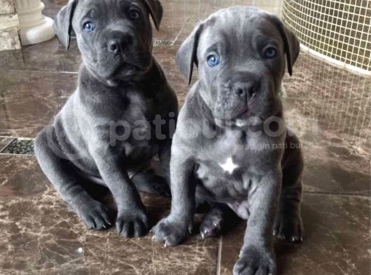 Dev Çocuk Blue Cane Corso Yavrusu