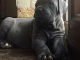 Dev Çocuk Blue Cane Corso Yavrusu