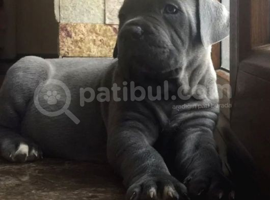 Dev Çocuk Blue Cane Corso Yavrusu görsel