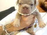 French Bulldog Egzotik Renkler