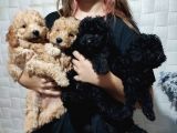 Pofuduk Toy Poodle Yavrular