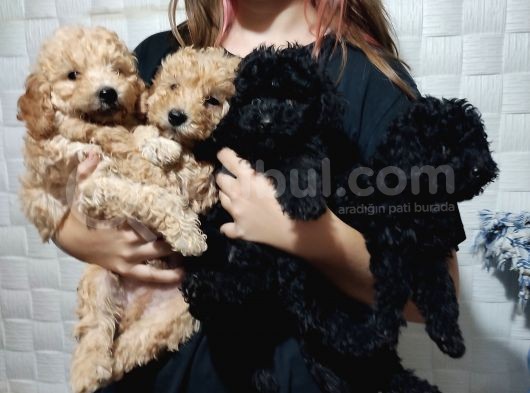 Pofuduk Toy Poodle Yavrular görsel