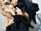 Pofuduk Toy Poodle Yavrular